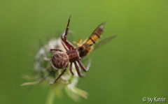 Krabbenspinne frisst Schwebfliege