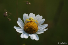 Krabbenspinne