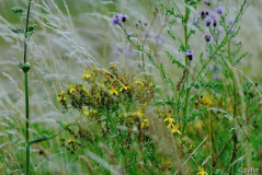 Feldansichten 2 16-07-2007