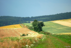 Feldansichten 1 16-07-2007