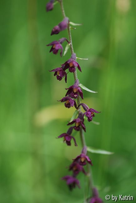 Epipactis atrorubens