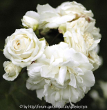 Lions-Rose-7463