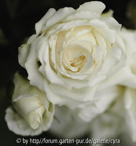 Lions-Rose-7462.
