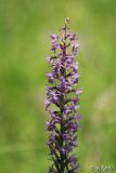 Gymnadenia conopsea