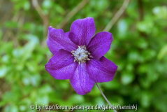 Clematis 'Cassis'