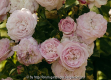 Oscar-Chauvry-6095