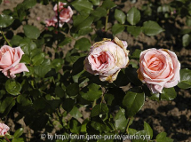 Forsythe-6384