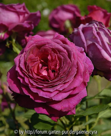 Big-Purple-Stephens-5514.