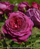 Big-Purple-Stephens-5514.