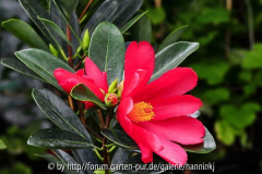 Camellia azalea bloem overzicht