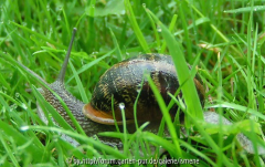 Weinbergschnecke