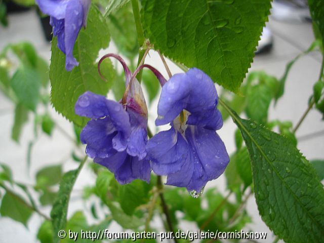 Impatiens namchabarwensis III