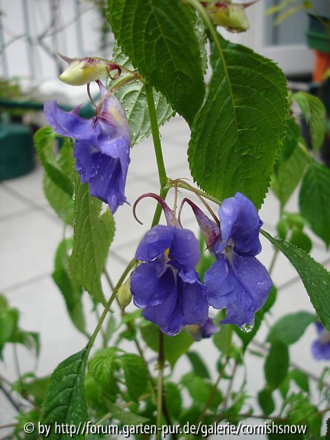 Impatiens namchabarwensis IV