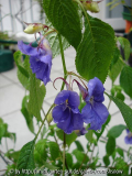 Impatiens namchabarwensis IV