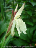 Roscoea I