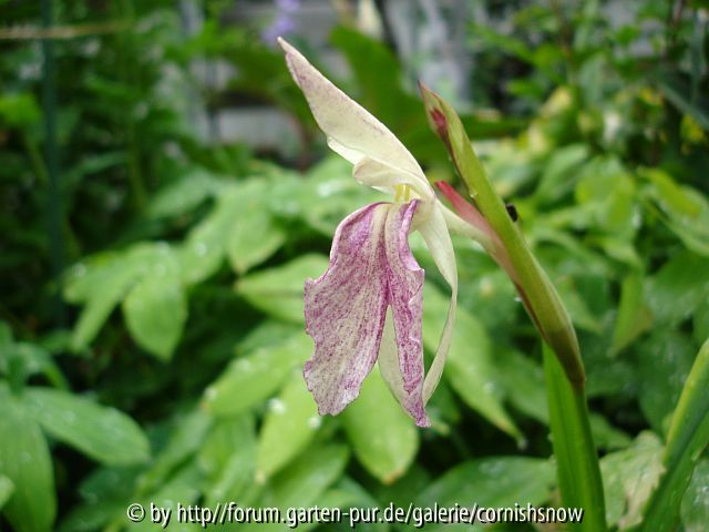 Roscoea II