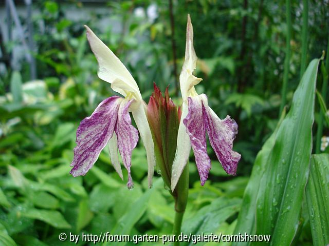 Roscoea III