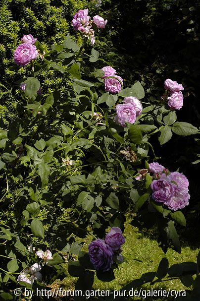 RdV-Bargteheide-4923