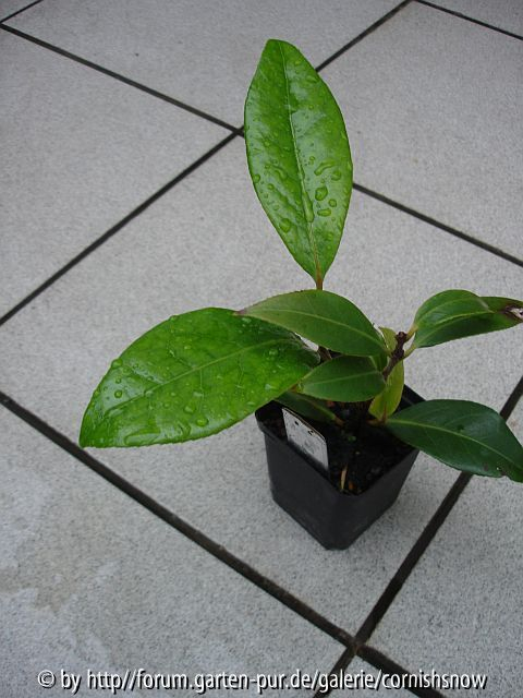 '
