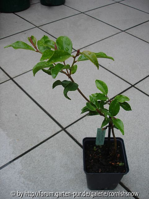 '