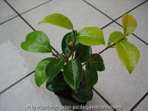 japonica 'Pilida'