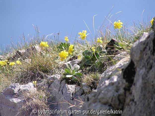 Primula auricula auf der Kremsmauer