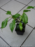 japonica 'Momoiro-bokuhan'