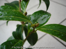 japonica 'Bokuhan' II