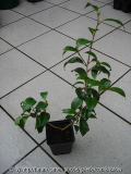 japonica 'Bokuhan' I