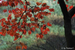 Acer aconitifolium im Regen