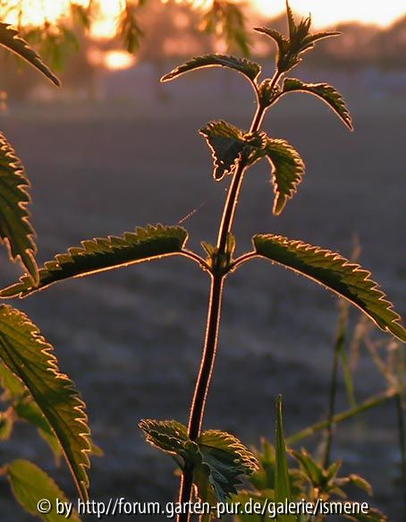 Brennessel Gegenlicht