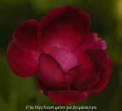 Chianti-3546