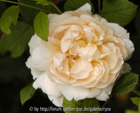 Ambridge-Rose-8100