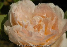 Ambridge-Rose-3108.