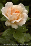 Ambridge-Rose-2685