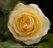 Amber-Abundance-8045