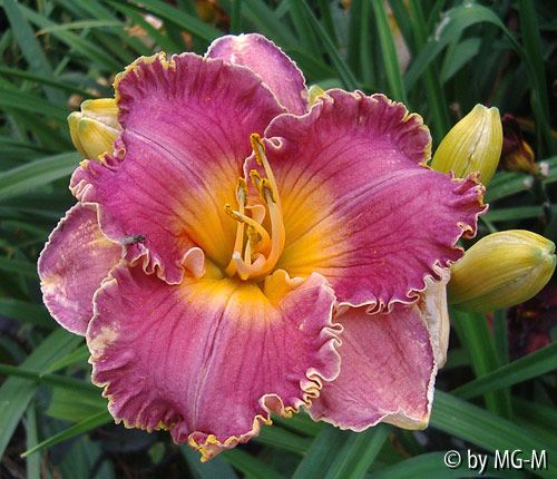 Spacoast Starburst 10 Grad