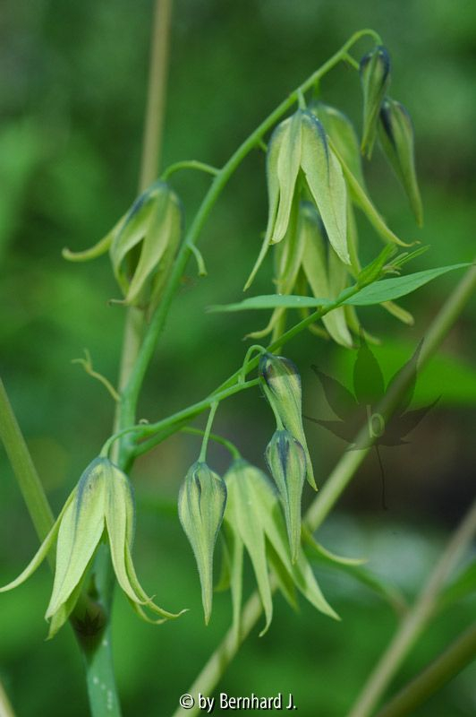 Decaisnea fargesii - Bautschotenstrauch - Blüten