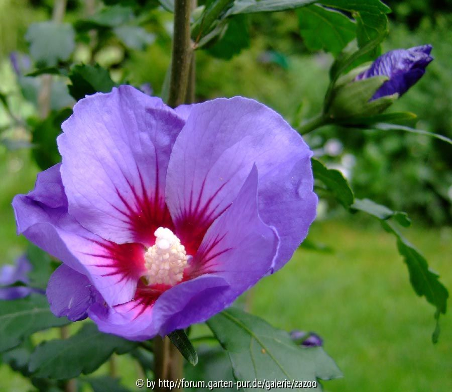 Hibiscus syriacus Oiseau Blue