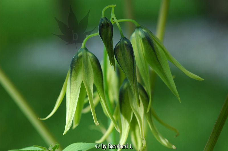 Decaisnea fargesii - Bautschotenstrauch - Blüten