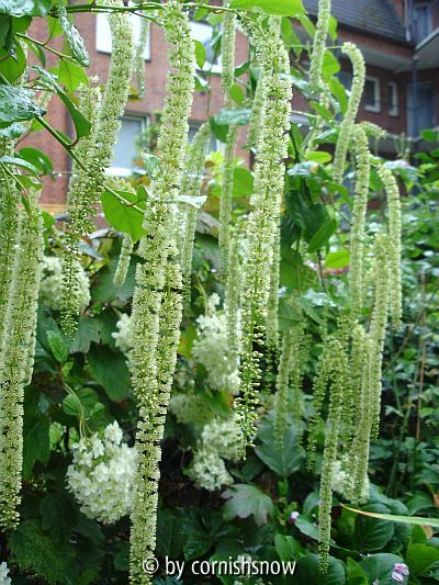 Itea ilicifolia I