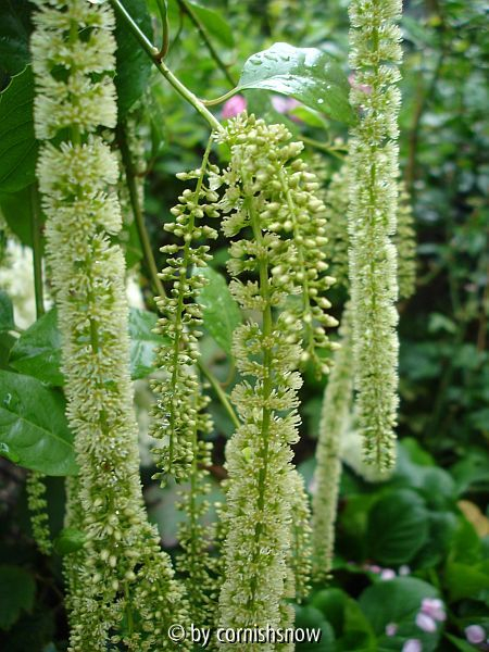 Itea ilicifolia II