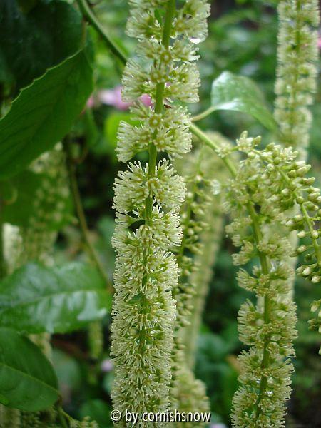 Itea ilicifolia III