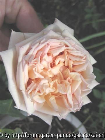 baronne henriette de snoy/loubert