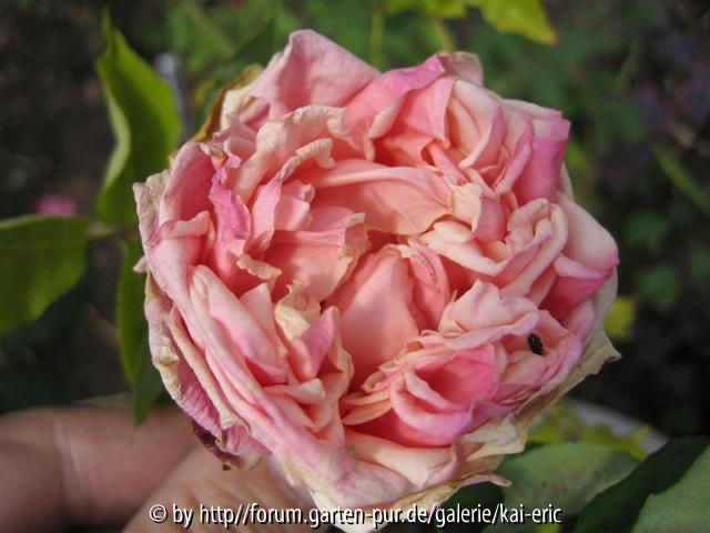 baronne henriette de snoy/loubert