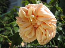 mme bérard/stange
