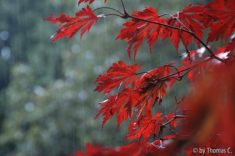 Acer aconitifolium im Regen