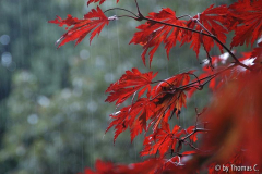 Acer aconitifolium im Regen