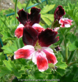 Pel nicht Lord Bute.jpg