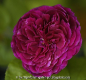 Violette-Boyer-8129